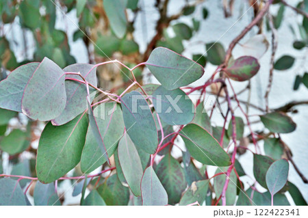 ユーカリ　ポポラスの葉（冬、一月） 122422341