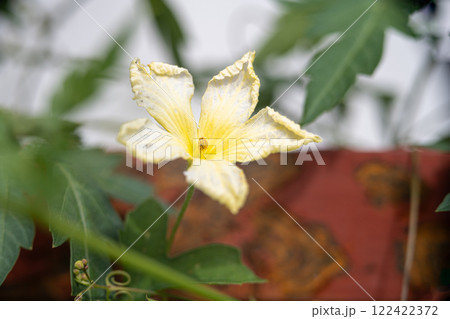A super macro shot of a yellow flower. Bitter Melon, Bitter Squash or Momordica Charantia A super macro shot of a yellow flower. Bitter Melon, Bitter Squash or Momordica Charantia 122422372