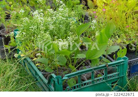 Alyssum and other plants seedlings are prepared for planting in farm garden. Countryside. Cottage garden. Sunny day. 122422671