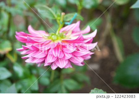 ダリアの花　レッドライオン 122423083