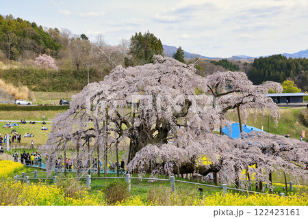 三春滝桜と菜の花 ( 2024年4月 / 福島県 三春町 ) 122423161