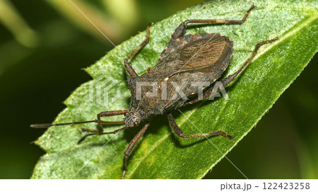 Shield Bug, Amazonia Shield Bug, Amazonia 122423258