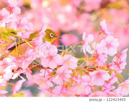 河津桜にとまるメジロ 122423405