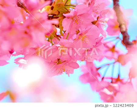 河津桜にとまるメジロ 122423409