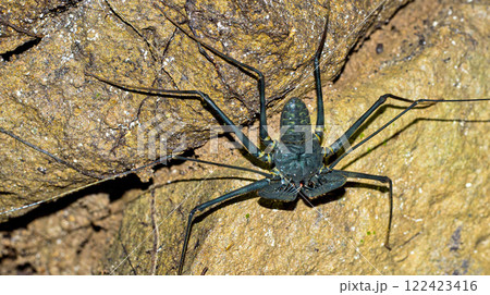Whip spider, Corcovado National Park, Costa Rica 122423416