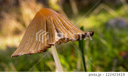 Wild Mushroom, Sierra de Guadarrama National Park, Spain 122423419
