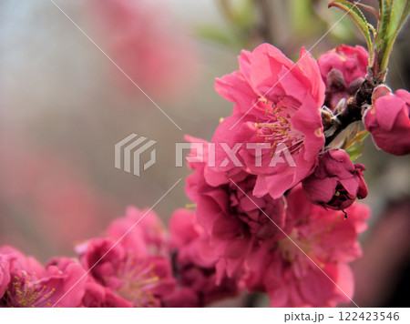 3月に咲いた桃色の桃の花「寒緋(カンヒ)」 3月に咲いた桃色の桃の花「寒緋(カンヒ)」 122423546
