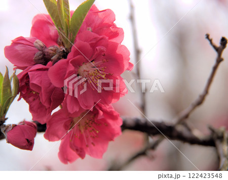 3月に咲いた桃色の桃の花「寒緋(カンヒ)」 3月に咲いた桃色の桃の花「寒緋(カンヒ)」 122423548