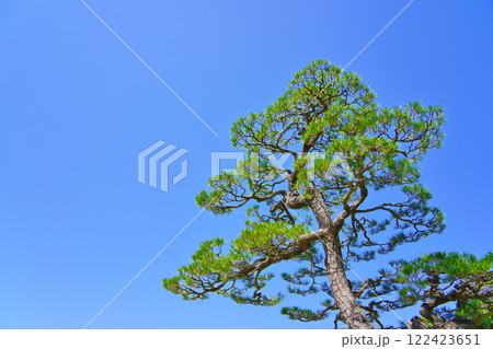 松の木と青空 松の木と青空 122423651