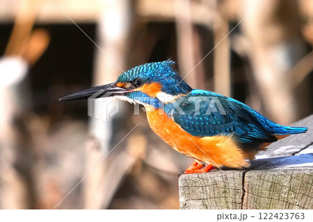カワセミ 122423763