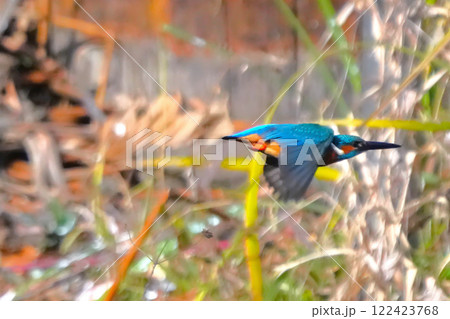 カワセミ 122423768
