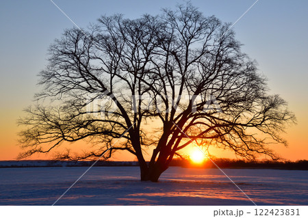 朝日 冬 豊頃町 ハルニレの木 朝日 冬 豊頃町 ハルニレの木 122423831