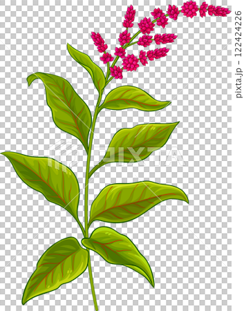 Amaranth Plant with Flowers and Leaves Colored Detailed Illustration Amaranth Plant with Flowers and Leaves Colored Detailed Illustration 122424226