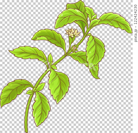 Stevia Branch with Flowers and Leaves Colored Detailed Illustration. Natural sweetener for health care, sugar substitute. Organic dietary supplement Stevia Branch with Flowers and Leaves Colored Detailed Illustration. Natural sweetener for health care, sugar substitute. Organic dietary supplement 122424230