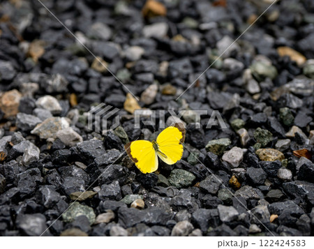 キタキチョウ 122424583