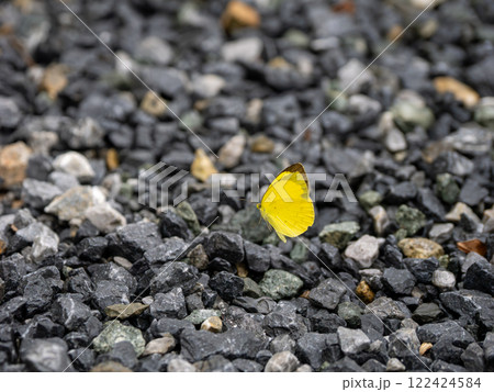 キタキチョウ 122424584