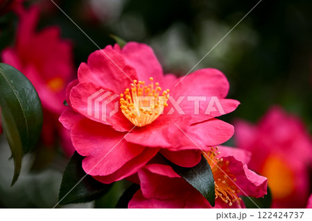 サザンカの花が咲いています 122424737