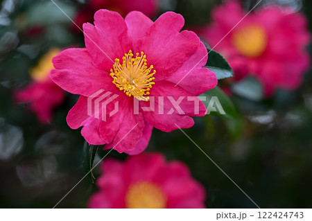 サザンカの花が咲いています 122424743