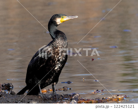 カワウ 122425121