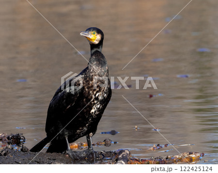カワウ 122425124