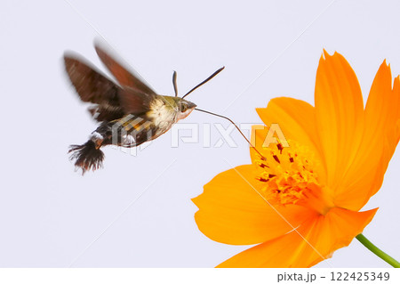 花に止まる昆虫 122425349