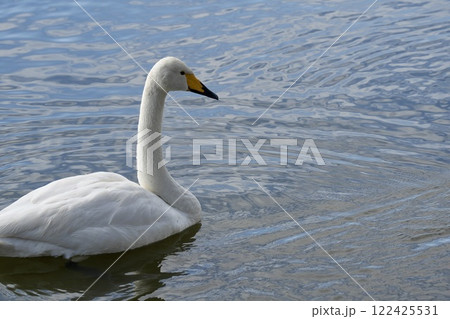 水面に浮かぶ美しい白鳥　アップ 122425531