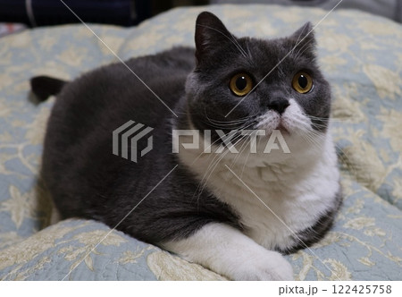 ブリティッシュショートヘアー（ブルー＆ホワイト） 122425758