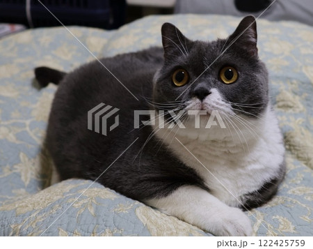 ブリティッシュショートヘアー(ブルー&ホワイト) ブリティッシュショートヘアー(ブルー&ホワイト) 122425759