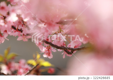 河津桜 河津桜 122426685