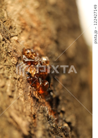 Tree Trunk texture macro shot Tree Trunk texture macro shot 122427149