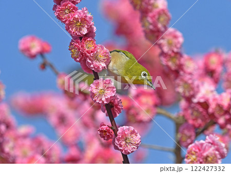 満開の紅梅にメジロさん （ 躍動イメージ ）（ 小春日和イメージ ） 122427332