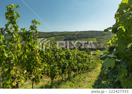 Village and vineyards in Markgraeflerland near Freiburg im Breisgau, Germany 122427355