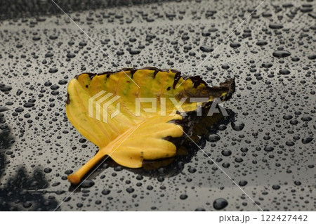 Indian Medicated Damaged Yellow Leaf Indian Medicated Damaged Yellow Leaf 122427442