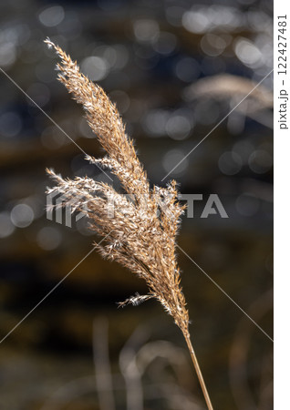 朝日に輝く枯れススキ 122427481