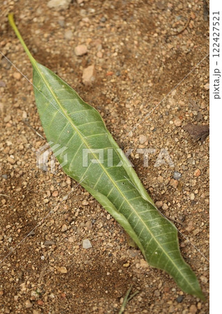 Indian Ayurveda Medicated Plant 122427521