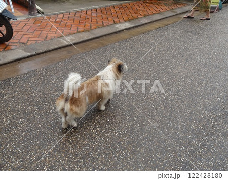 道端の犬 122428180