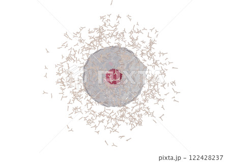 抗体を産生する形質細胞のイメージ(細胞膜半透過) 122428237