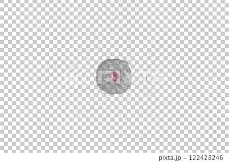 抗体を産生する小型の形質細胞のイメージ(細胞膜半透過) 122428246