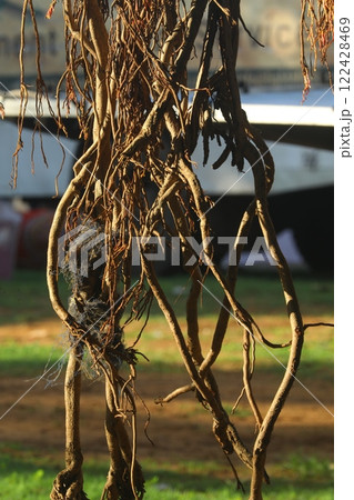 Roots of Huge tree Roots of Huge tree 122428469