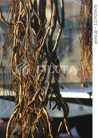 Roots of Huge tree 122428470