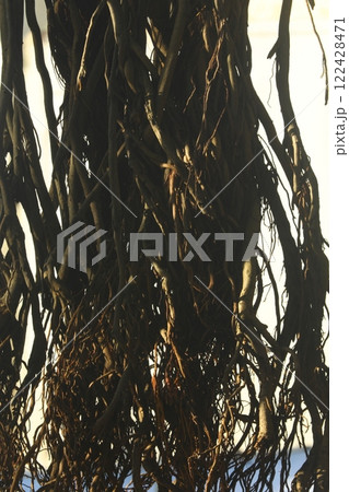 Roots of Huge tree 122428471