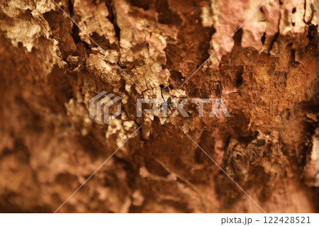Tree Trunk texture macro shot Tree Trunk texture macro shot 122428521