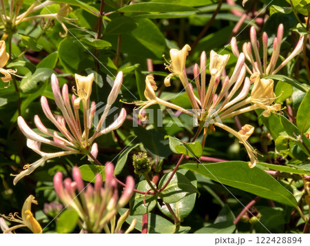 Lonicera periclymenum or honeysuckle branches with yellow flowers and pink buds Lonicera periclymenum or honeysuckle branches with yellow flowers and pink buds 122428894