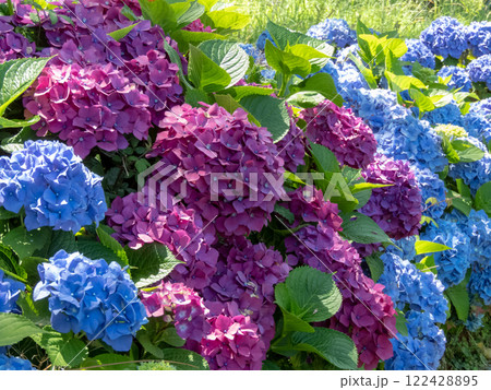 Hydrangea ornamental shrubs with purple and blue flowers garden hedge close-up. 122428895