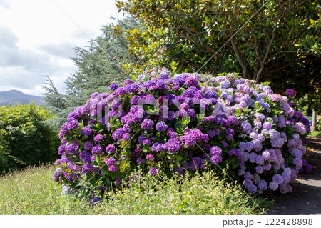 Purple and pale pink beautiful hydrangea flowering plants Purple and pale pink beautiful hydrangea flowering plants 122428898