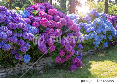 Slate retaining wall decorated with purple and blue hydrangeas garden hedge. Slate retaining wall decorated with purple and blue hydrangeas garden hedge. 122428899