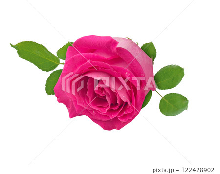 Pink rose with leaves and water drops isolated on white background Pink rose with leaves and water drops isolated on white background 122428902