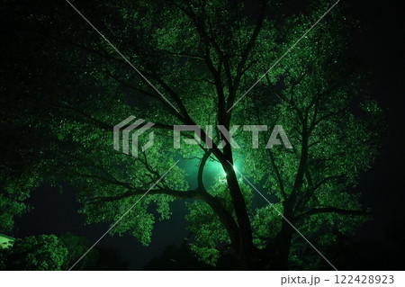 Night Horror effect shot of tree 122428923