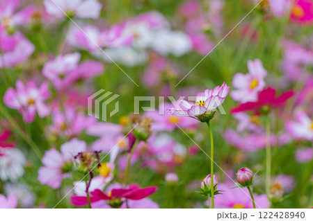群生するコスモスの中に咲く一輪の花 群生するコスモスの中に咲く一輪の花 122428940