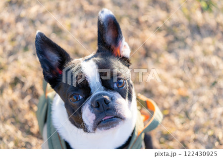 ボストンテリア　 122430925